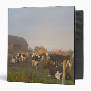 Holstein dairy cows outside a barn at sunrise binder