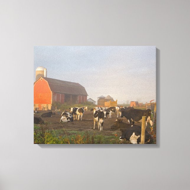Holstein dairy cows outside a barn at sunrise canvas print (Front)