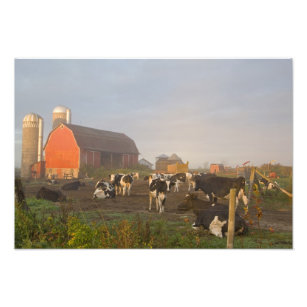 Holstein dairy cows outside a barn at sunrise photo print