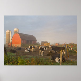 Holstein dairy cows outside a barn at sunrise poster