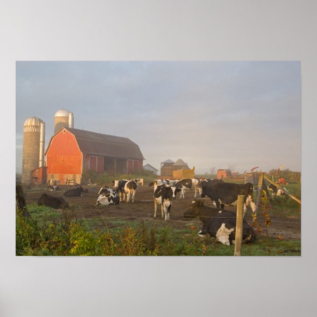 Holstein dairy cows outside a barn at sunrise poster (Front)