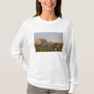 Holstein dairy cows outside a barn at sunrise T-Shirt