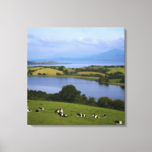Holstein-Fresian Cattle, Bantry Bay, Co Cork, Canvas Print