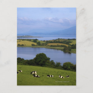 Holstein-Fresian Cattle, Bantry Bay, Co Cork, Postcard