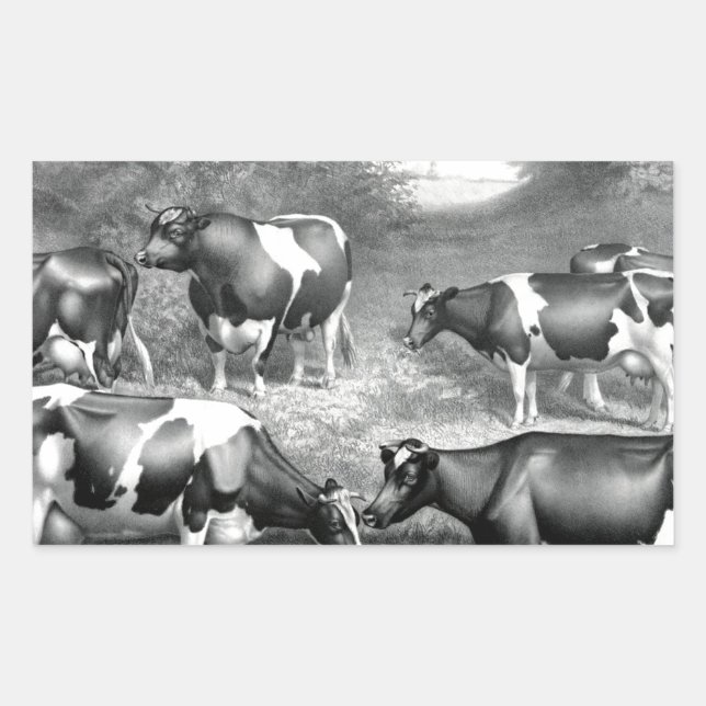 Holstein fresian cows fresian cows sticker (Front)