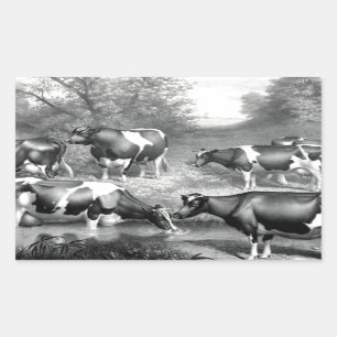 Holstein fresian cows fresian cows sticker