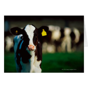 Holstein-Friesian calf