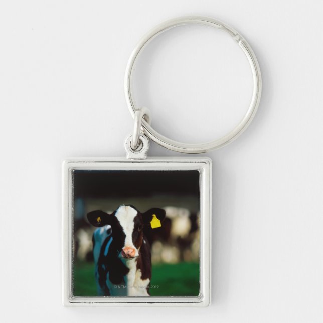Holstein-Friesian calf Keychain (Front)
