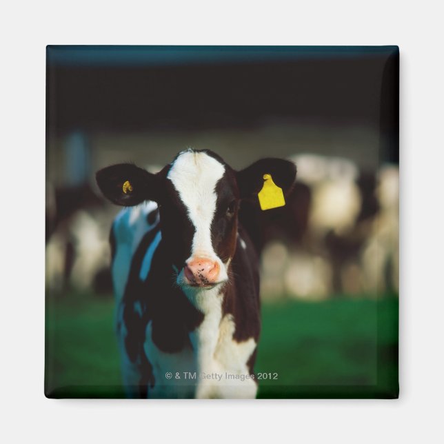 Holstein-Friesian calf Magnet (Front)