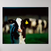 Holstein-Friesian calf