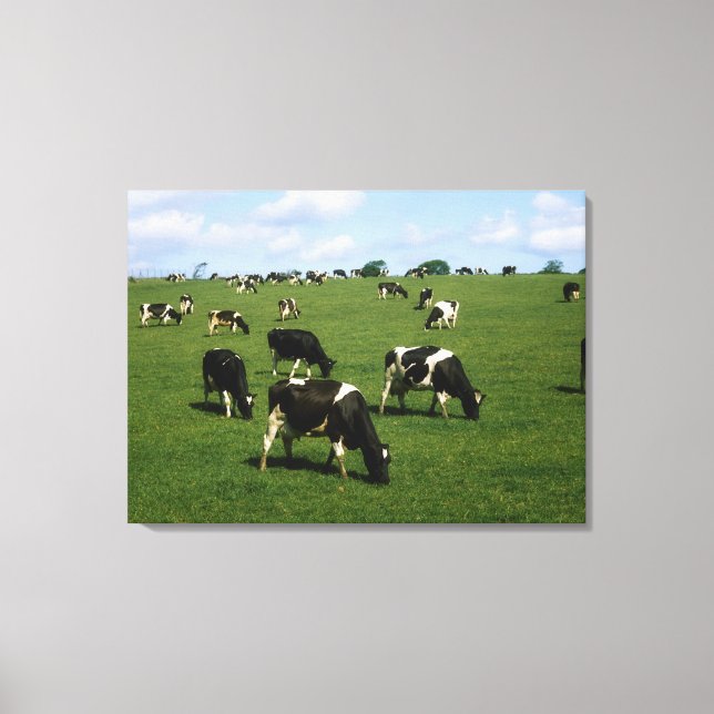 Holstein-Friesian cattle, Ireland Canvas Print (Front)