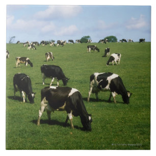 Holstein-Friesian cattle, Ireland Tile