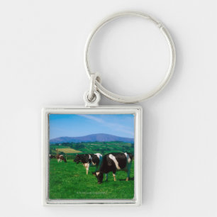 Holstein-Friesian cows near Borris, County Keychain