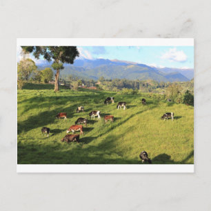 Holstien friesian dairy cow herd grazing in meadow postcard