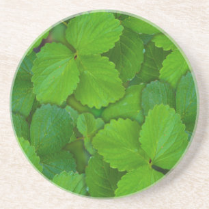 Holy Basil Tulsi Green Mint Leaves Coaster