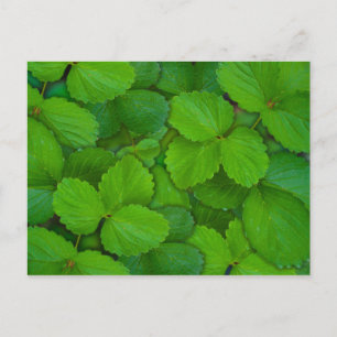 Holy Basil Tulsi Green Mint Leaves Postcard