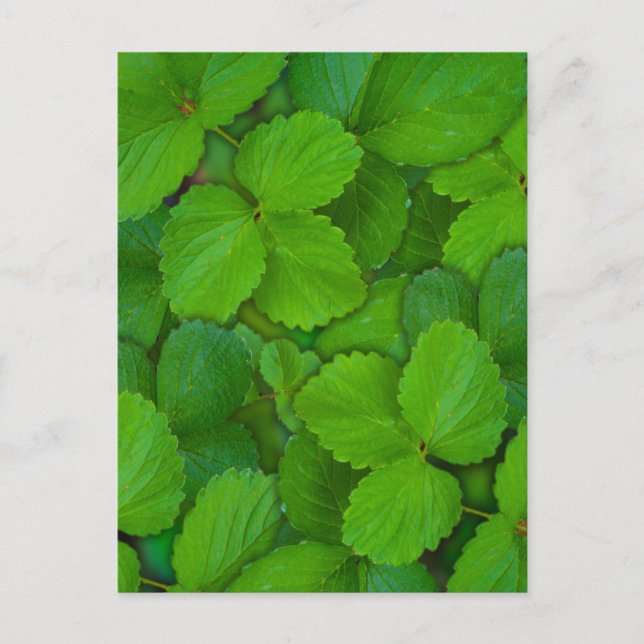 Holy Basil Tulsi Green Mint Leaves Postcard (Front)