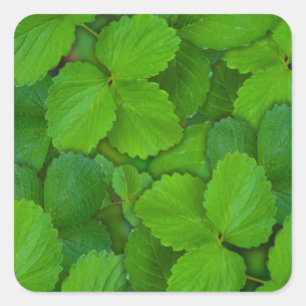 Holy Basil Tulsi Green Mint Leaves Square Sticker