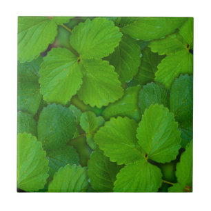 Holy Basil Tulsi Green Mint Leaves Tile