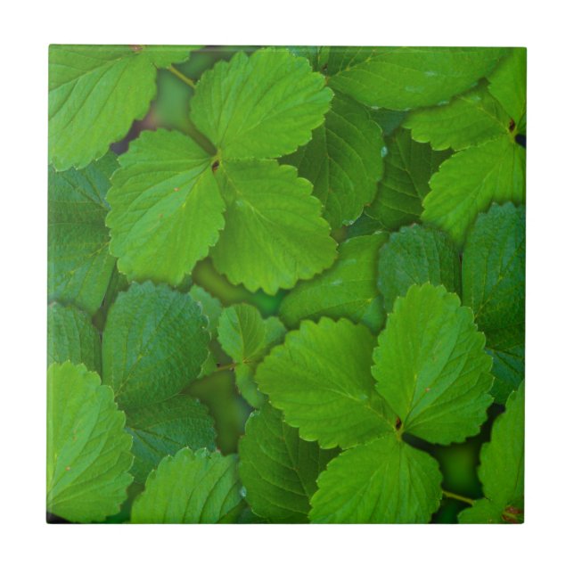 Holy Basil Tulsi Green Mint Leaves Tile (Front)