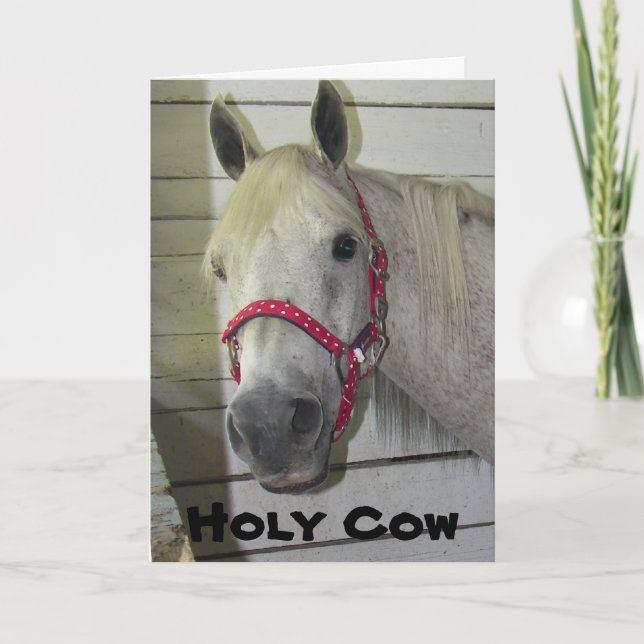 HOLY COW YOUNG FILLY ***HAPPY BIRTHDAY*** CARD (Front)
