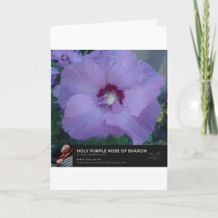 Holy Purple Rose of Sharon Card