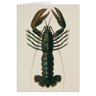 Homard vintage, Marine Ocean Life Crustacean