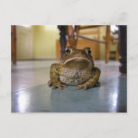 Home toad