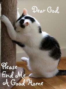 The Cats Prayer Gifts On Zazzle Ca