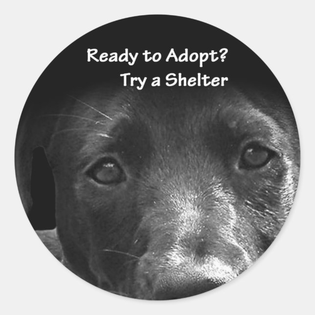 homeless pet adoption stickers dog (Front)