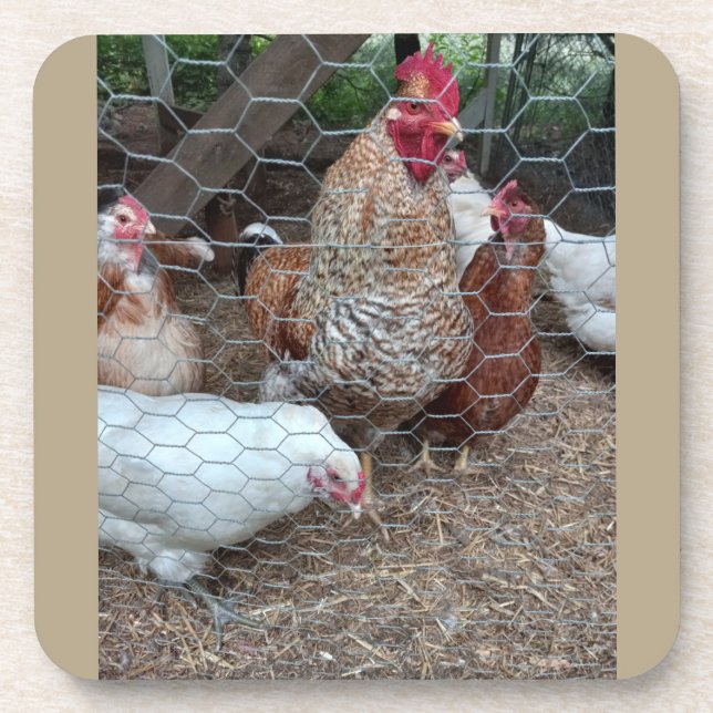 Homestead chicken appeal coaster (Front)