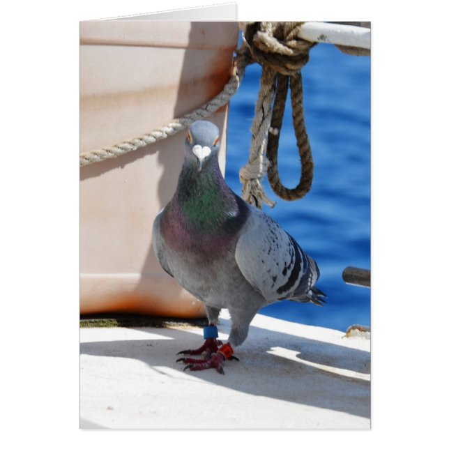 Homing Pigeon (Front)