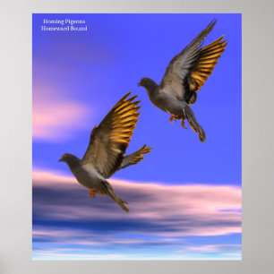 Homing Pigeon image for Poster