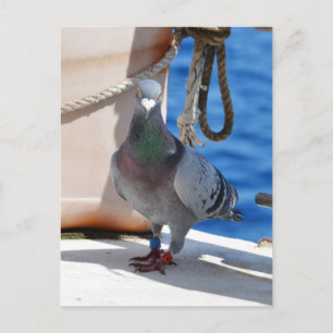 Homing Pigeon Postcard