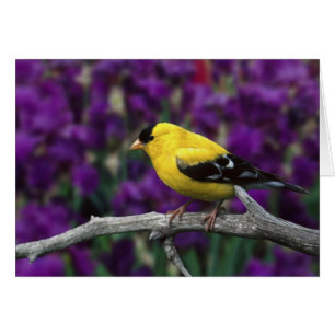 Homme, Américain Goldfinch en plumage d'été,