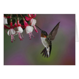 Homme Ruby gorge colibri, Archilochus