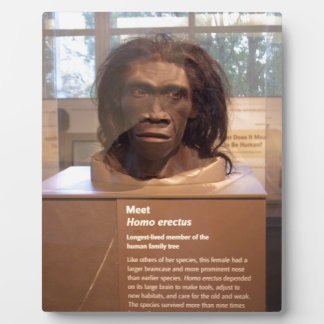 Homo erectus; museum exhibit plaque