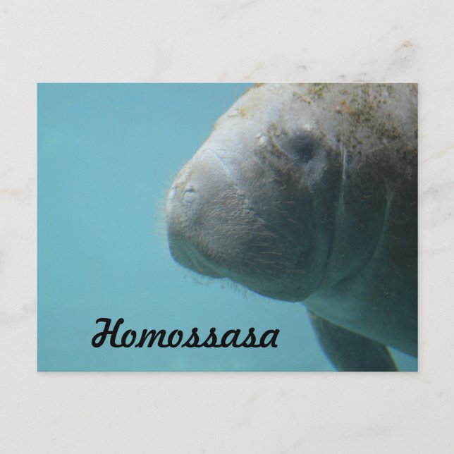 Homossasa Springs Postcard (Front)