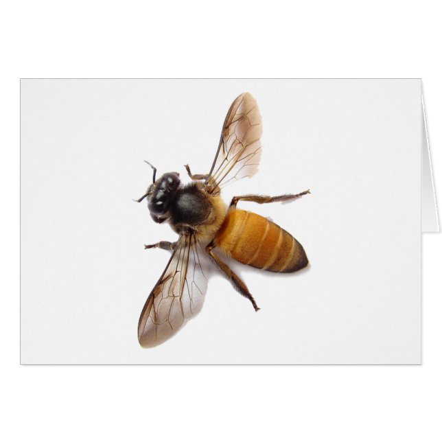 Honey Bee (Front Horizontal)