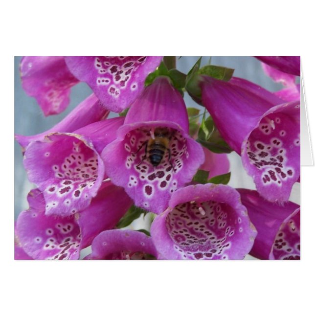 Honey Bee (Front Horizontal)