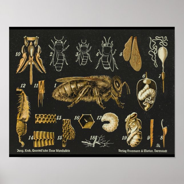 Honey Bee Anatomy Insect Vintage Poster (Front)