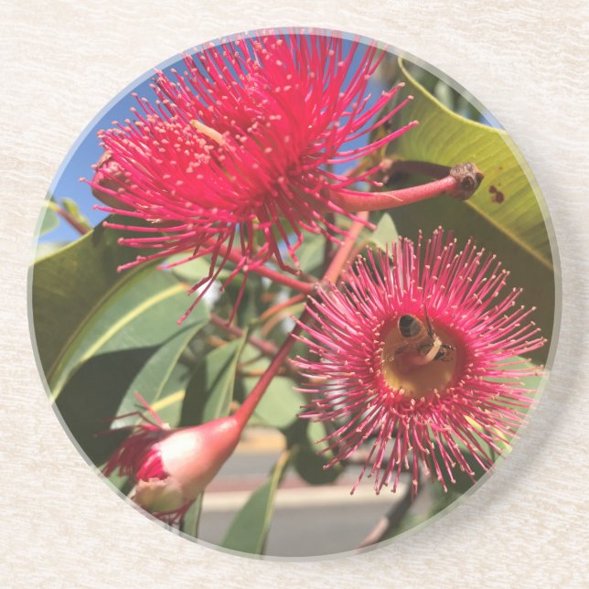Honey Bee and Eucalyptus Flowers Coaster (Front)