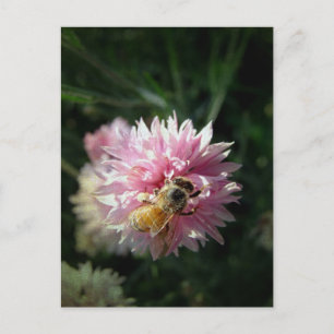 Honey Bee and Pink Flower Postcard