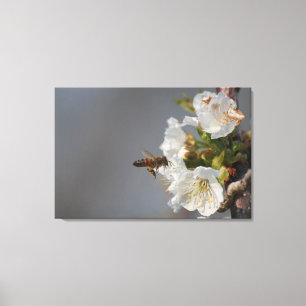 Honey Bee Canvas Print