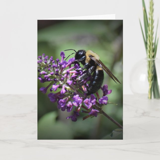 Honey Bee, card (Front)