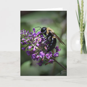Honey Bee, card