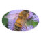 Honey Bee