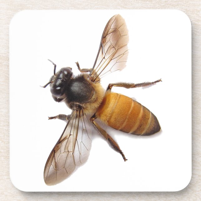 Honey Bee Coaster (Front)