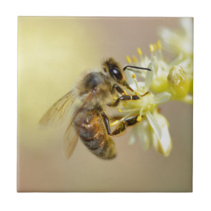 Honey bee feeding on flower tile