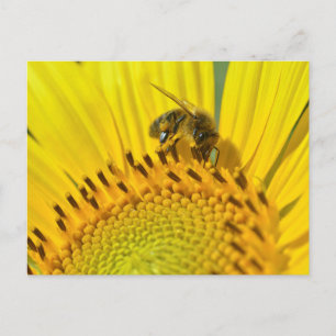 Honey bee feeding on sunflower postcard